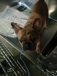 Shelter Stray Male Dog last seen , 1850 W 60th St, Los Angeles, CA 90047, USA