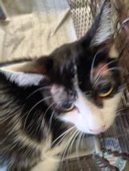 Shelter Stray Female Cat last seen , 1850 W 60th St, Los Angeles, CA 90047, USA