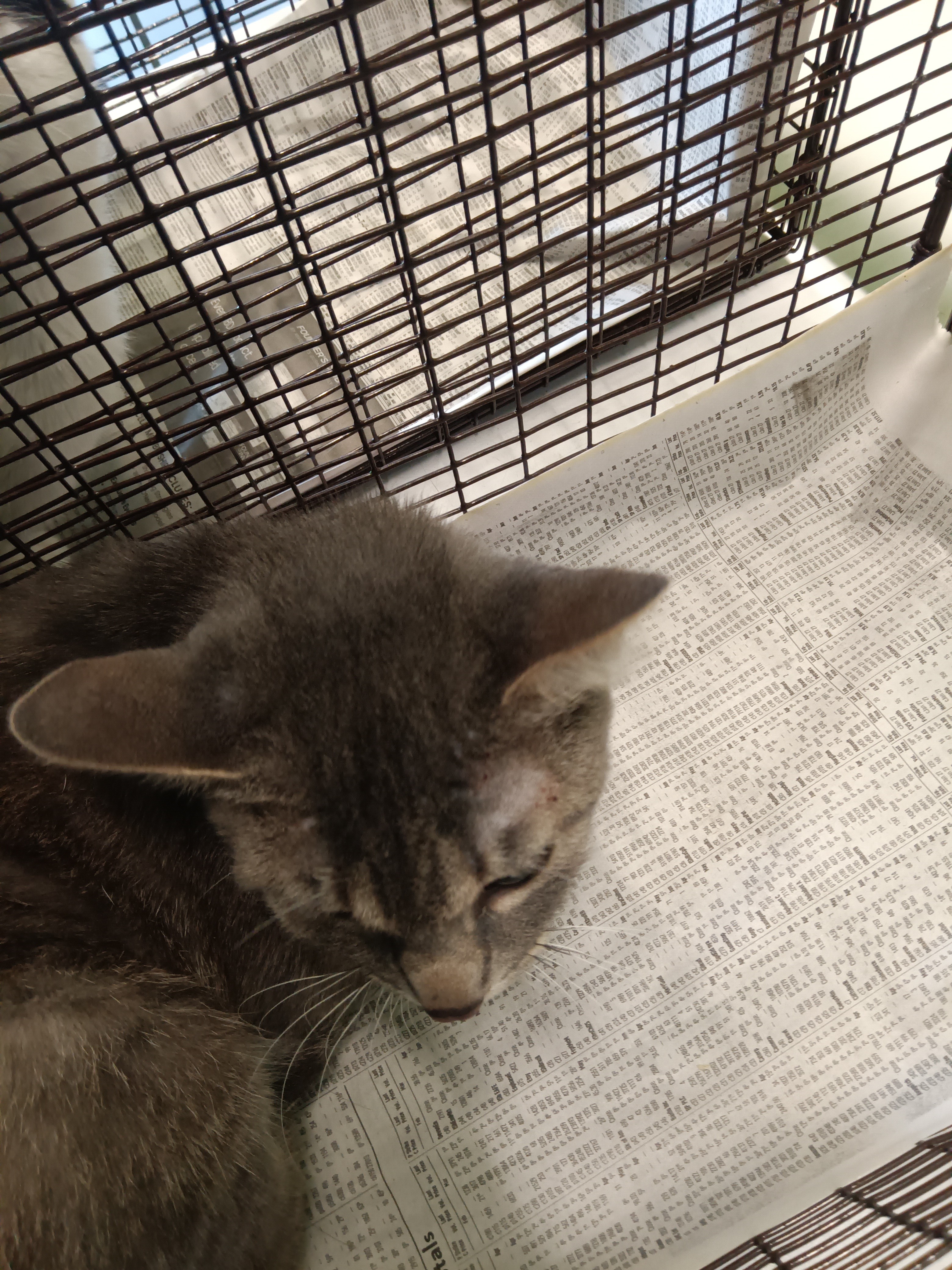 Shelter Stray Male Cat last seen , 1850 W 60th St, Los Angeles, CA 90047, USA
