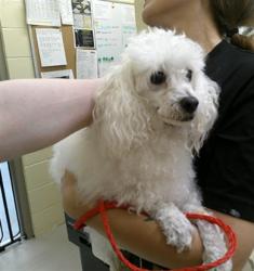 Shelter Stray Male Dog last seen ORANGE AVE, 232 Eslinger Way, Sanford, FL 32773, USA