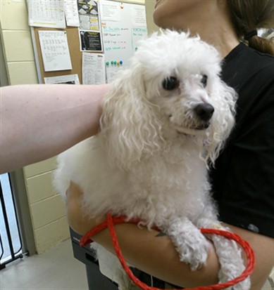 Shelter Stray Male Dog last seen ORANGE AVE, 232 Eslinger Way, Sanford, FL 32773, USA