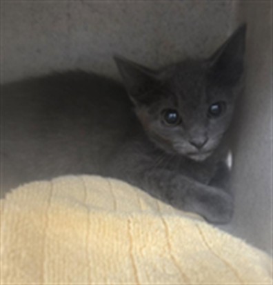 Shelter Stray Unknown Cat last seen , 232 Eslinger Way, Sanford, FL 32773, USA