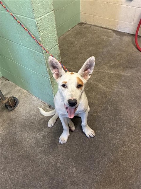 Shelter Stray Male Dog last seen W SILVER EAGLE RD & MOBILE WAY, 2127 Front St, Sacramento, CA 95818, USA