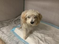 Shelter Stray Male Dog last seen DEL PASO BLVD & EL CAMINO AVE, 2127 Front St, Sacramento, CA 95818, USA