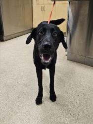 Shelter Stray Female Dog last seen Near BLOCK BAIN ST, JV, CA, 6851 Van Buren Boulevard, Jurupa Valley, CA 92509, USA