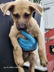 Shelter Stray Female Dog last seen Near BLOCK W HOUSTON, 4710 TX-151, San Antonio, TX 78227, USA