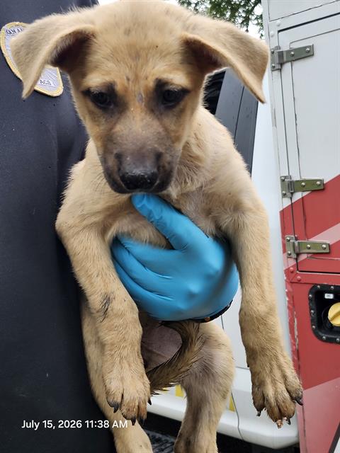 Shelter Stray Female Dog last seen Near BLOCK W HOUSTON, 4710 TX-151, San Antonio, TX 78227, USA
