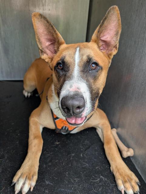 Shelter Stray Male Dog last seen Near BLOCK ADRIAN, 4710 TX-151, San Antonio, TX 78227, USA