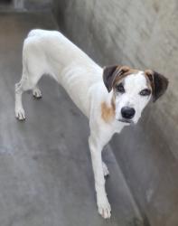Shelter Stray Male Dog last seen , 14409 Vanowen St, Van Nuys, CA 91405, USA