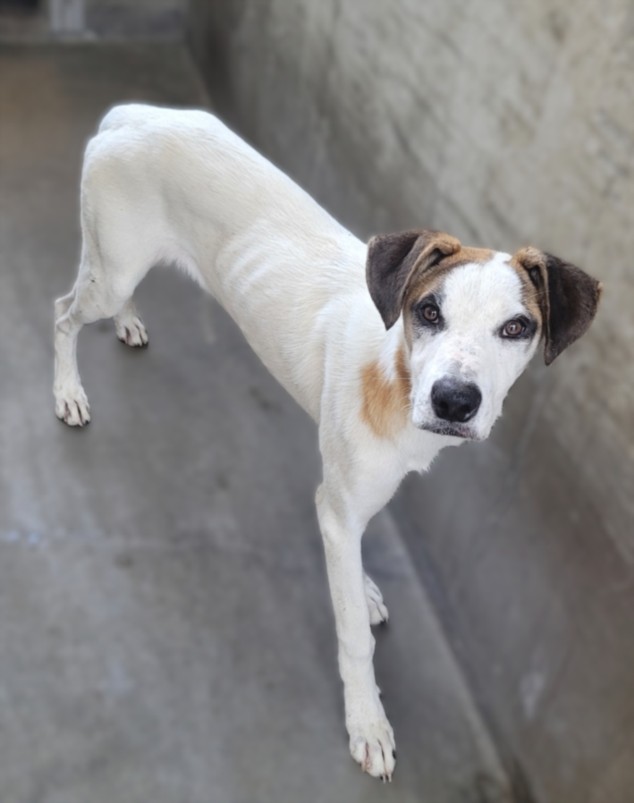 Shelter Stray Male Dog last seen , 14409 Vanowen St, Van Nuys, CA 91405, USA