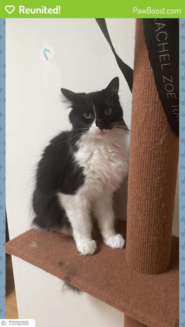 Reunited Female Cat last seen Queen Mary, Mira, Montréal, QC H3W 2N2