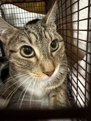 Shelter Stray Female Cat last seen , 14409 Vanowen St, Van Nuys, CA 91405, USA