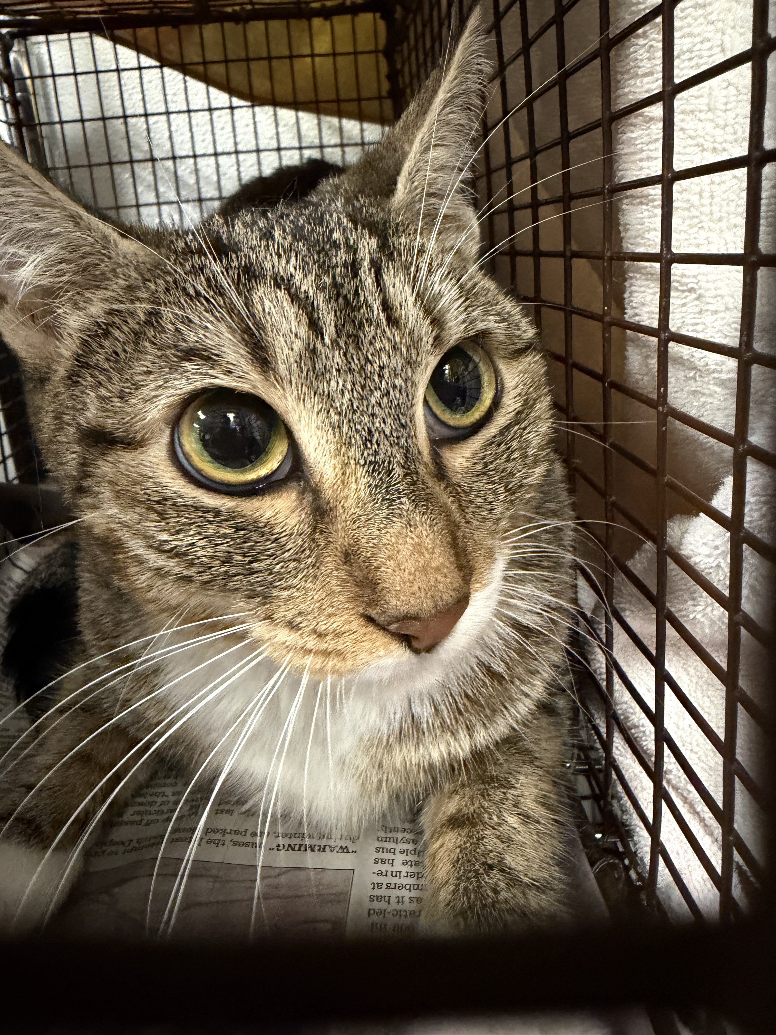 Shelter Stray Female Cat last seen , 14409 Vanowen St, Van Nuys, CA 91405, USA