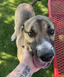 Shelter Stray Male Dog last seen N CHURCH AVE X N PALM AVE, 333 Chandler Pl, San Bernardino, CA 92408, USA