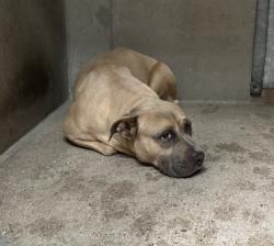 Shelter Stray Female Dog last seen Near BLOCK N LA CADENA, 333 Chandler Pl, San Bernardino, CA 92408, USA