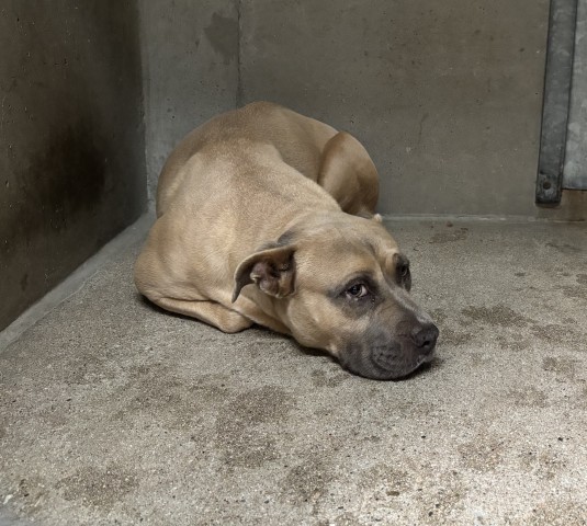 Shelter Stray Female Dog last seen Near BLOCK N LA CADENA, 333 Chandler Pl, San Bernardino, CA 92408, USA