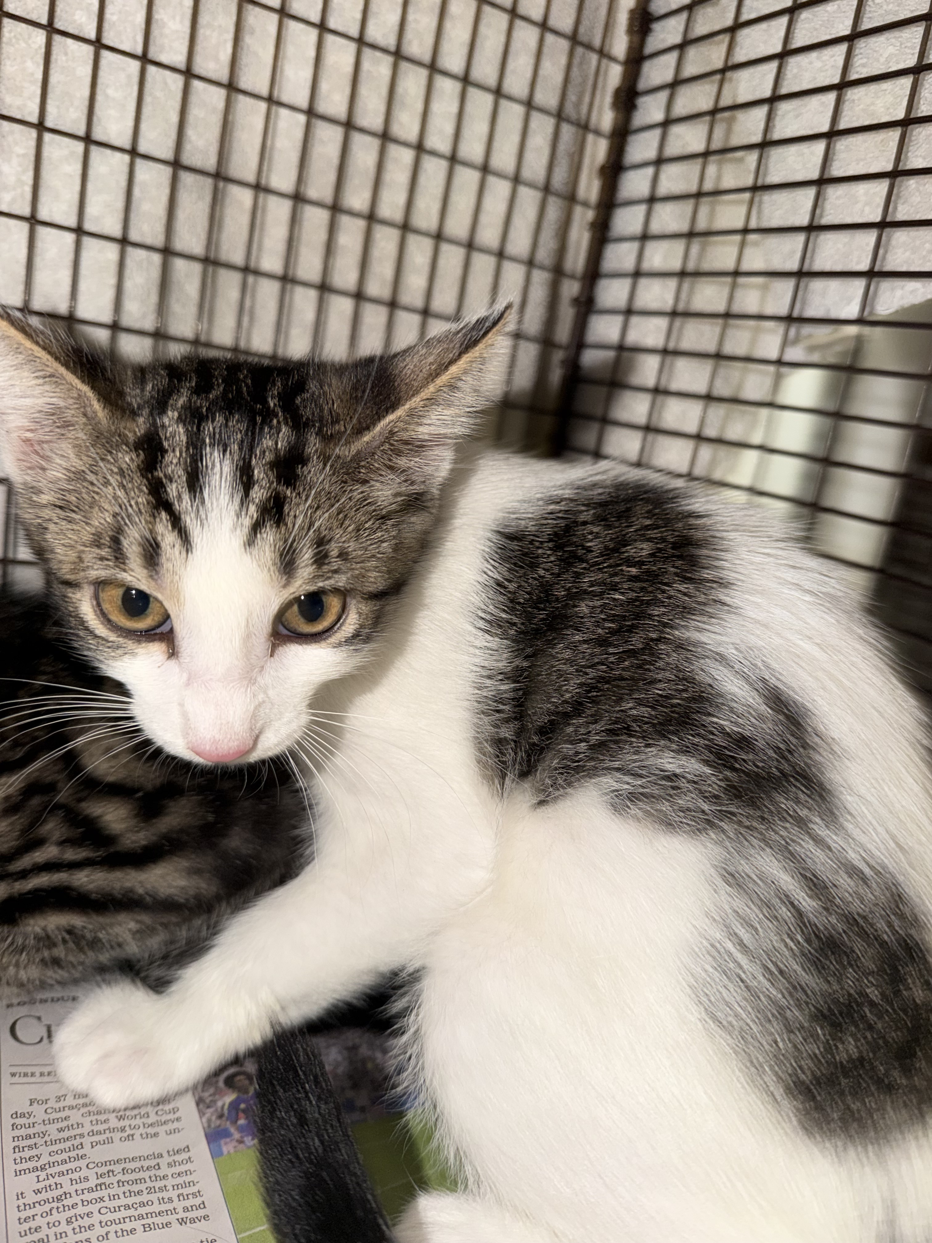 Shelter Stray Female Cat last seen , 14409 Vanowen St, Van Nuys, CA 91405, USA