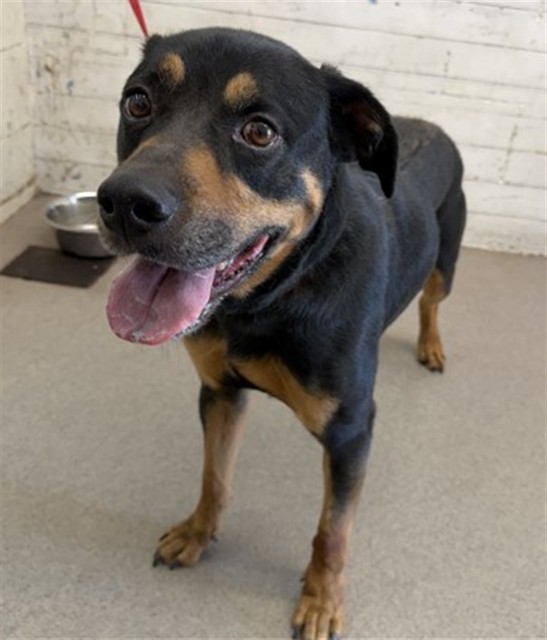 Shelter Stray Male Dog last seen HIGHLAND AVE AND N WATERMAN, 333 Chandler Pl, San Bernardino, CA 92408, USA