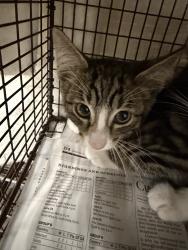 Shelter Stray Male Cat last seen , 14409 Vanowen St, Van Nuys, CA 91405, USA