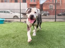 Shelter Stray Male Dog last seen , 3201 Lacy St, Los Angeles, CA 90031, USA