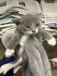 Shelter Stray Unknown Cat last seen , 14409 Vanowen St, Van Nuys, CA 91405, USA