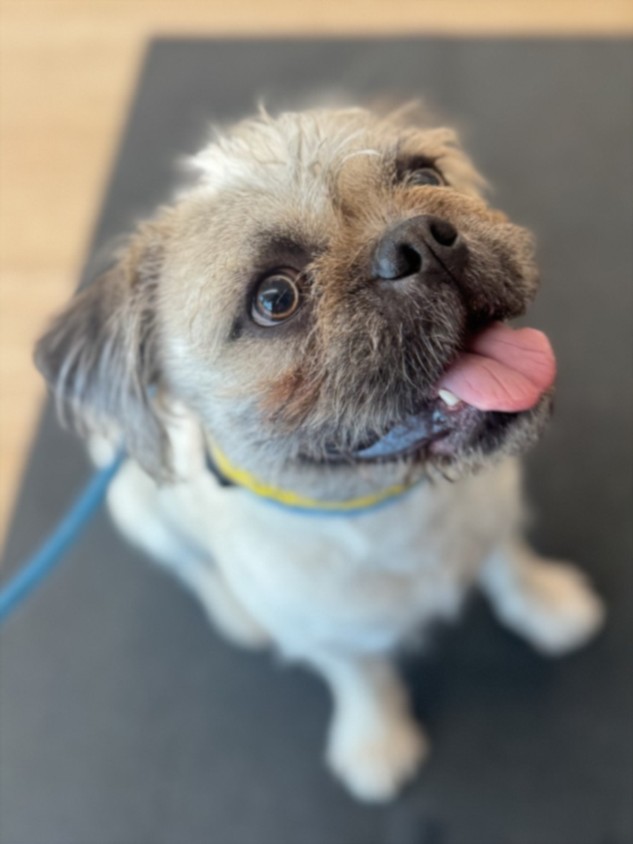 Shelter Stray Male Dog last seen , 3201 Lacy St, Los Angeles, CA 90031, USA