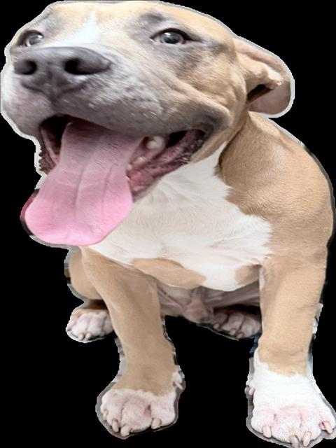 Shelter Stray Male Dog last seen , 3201 Lacy St, Los Angeles, CA 90031, USA