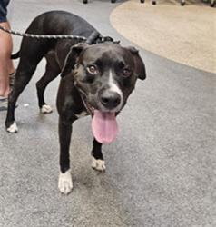 Shelter Stray Male Dog last seen , 3201 Lacy St, Los Angeles, CA 90031, USA