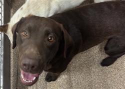 Shelter Stray Male Dog last seen Near BLOCK EDITH, 3001 2nd St SW, Albuquerque, NM 87105, USA