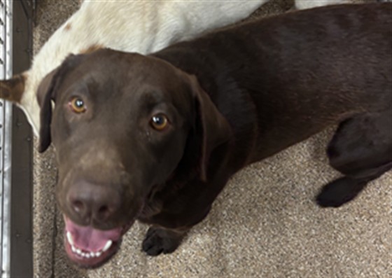 Shelter Stray Male Dog last seen Near BLOCK EDITH, 3001 2nd St SW, Albuquerque, NM 87105, USA