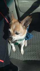 Lost Male Dog last seen Lomas and Tennessee, Albuquerque, NM 87108