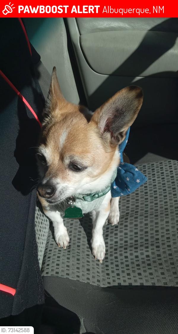 Lost Male Dog last seen Lomas and Tennessee, Albuquerque, NM 87108