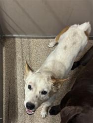 Shelter Stray Male Dog last seen Near BLOCK EDITH, 3001 2nd St SW, Albuquerque, NM 87105, USA