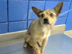 Shelter Stray Male Dog last seen CENTRAL & TRAMWAY, 8920 Lomas Blvd NE, Albuquerque, NM 87112, USA
