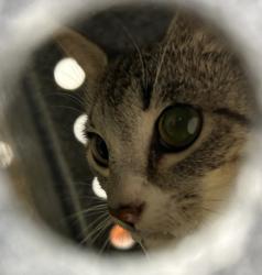 Shelter Stray Unknown Cat last seen ESTHER CT, 1601 Airport Rd, Shelby, NC 28150, USA