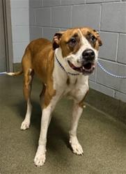 Shelter Stray Male Dog last seen Near BLOCK BALMORAL CIR, 2020 Forest St, Jacksonville, FL 32204, USA