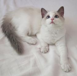 Reunited Female Cat last seen NW 18th and Hoyt, Portland, OR 97209