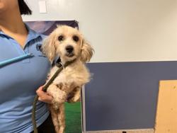 Shelter Stray Male Dog last seen LAS, 3599 NW 79th Ave, Doral, FL 33122, USA