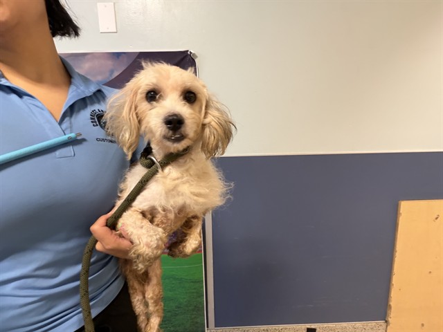 Shelter Stray Male Dog last seen LAS, 3599 NW 79th Ave, Doral, FL 33122, USA