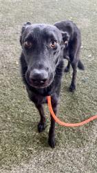 Shelter Stray Male Dog last seen Near BLOCK NW 57TH AVE, 3599 NW 79th Ave, Doral, FL 33122, USA