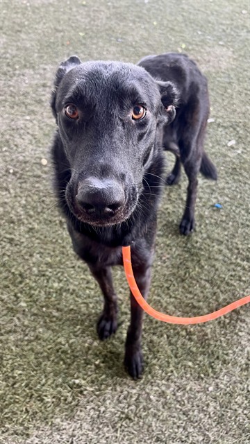 Shelter Stray Male Dog last seen Near BLOCK NW 57TH AVE, 3599 NW 79th Ave, Doral, FL 33122, USA