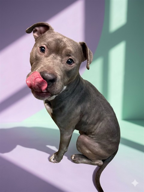 Shelter Stray Male Dog last seen Near BLOCK W SAGO AVE, 2020 Forest St, Jacksonville, FL 32204, USA