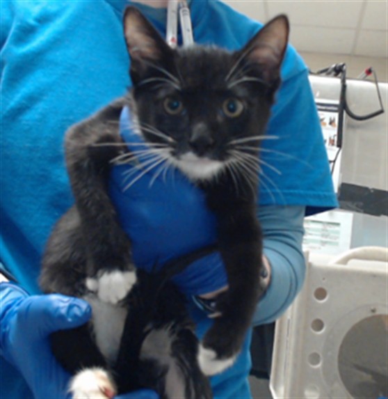 Shelter Stray Female Cat last seen Near BRIAR CIR, FAYETTEVILLE NC 28306, 4704 Corporation Dr, Fayetteville, NC 28306, USA