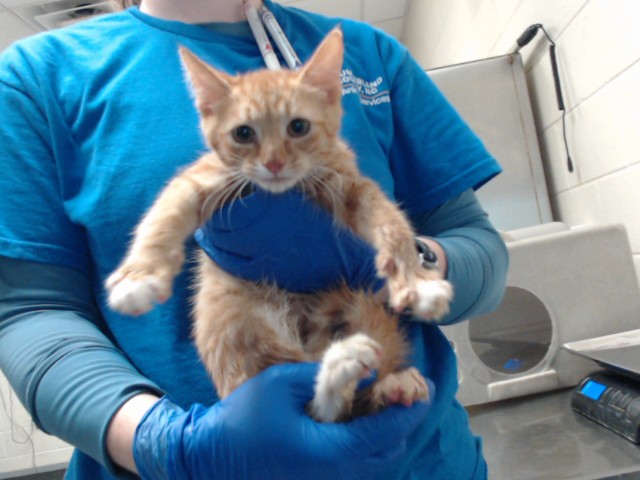 Shelter Stray Male Cat last seen Near BRIAR CIR, FAYETTEVILLE NC 28306, 4704 Corporation Dr, Fayetteville, NC 28306, USA