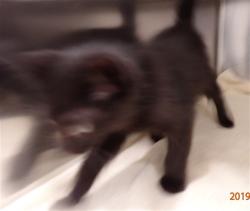 Shelter Stray Female Cat last seen ST PETERS, 4850 Mid Rivers Mall Dr, St Peters, MO 63376, USA