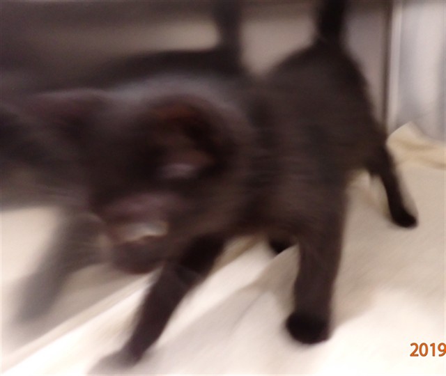 Shelter Stray Female Cat last seen ST PETERS, 4850 Mid Rivers Mall Dr, St Peters, MO 63376, USA