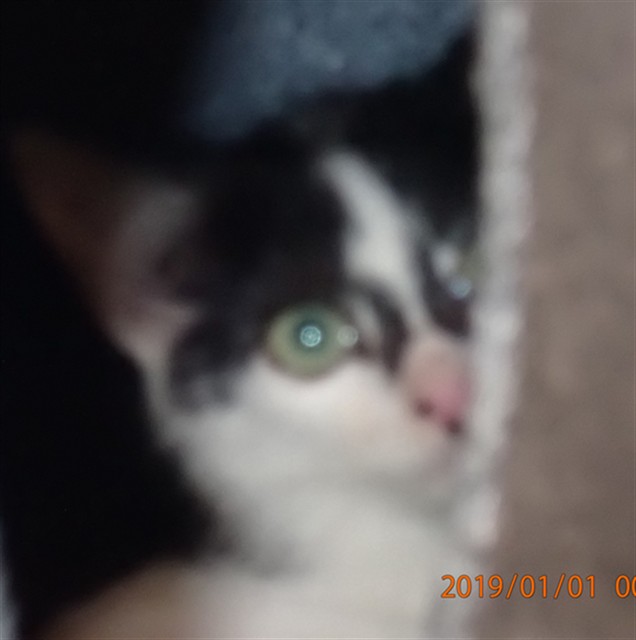 Shelter Stray Male Cat last seen ST PETERS, 4850 Mid Rivers Mall Dr, St Peters, MO 63376, USA