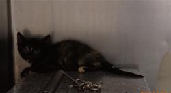 Shelter Stray Female Cat last seen ST PETERS, 4850 Mid Rivers Mall Dr, St Peters, MO 63376, USA