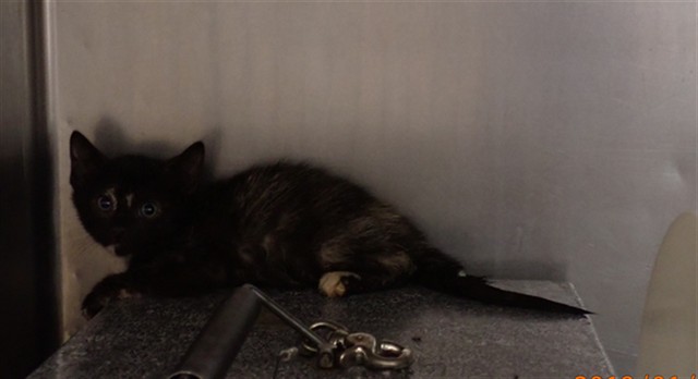 Shelter Stray Female Cat last seen ST PETERS, 4850 Mid Rivers Mall Dr, St Peters, MO 63376, USA