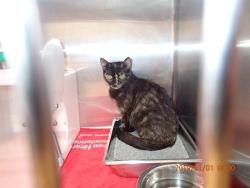 Shelter Stray Female Cat last seen ST PETERS, 4850 Mid Rivers Mall Dr, St Peters, MO 63376, USA